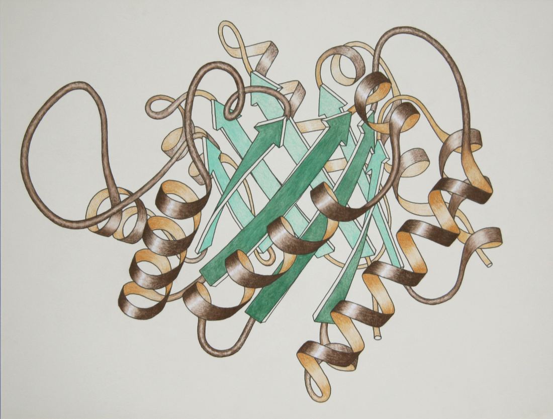Hand-drawn ribbon diagram of a protein showing coiled helices and arrow-shaped strands